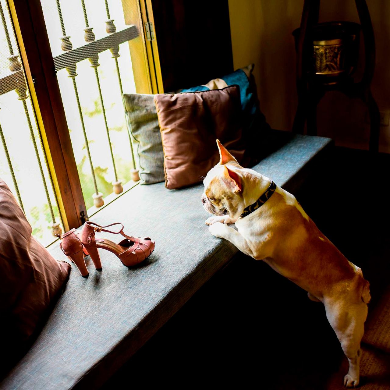 Bulldog francés asomándose a la ventana junto a unos zapatos de tacón en un rincón acogedor de la casa
